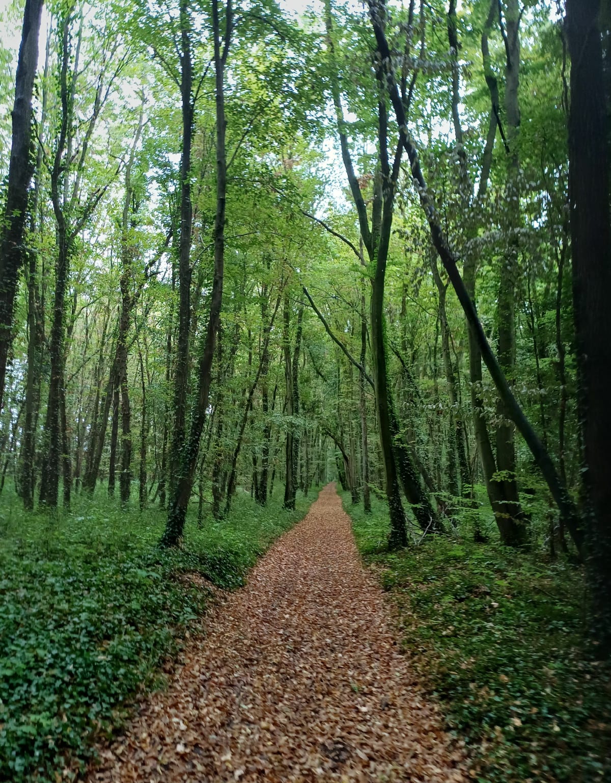 Autrêches, sur les traces de 14/18 - nicole