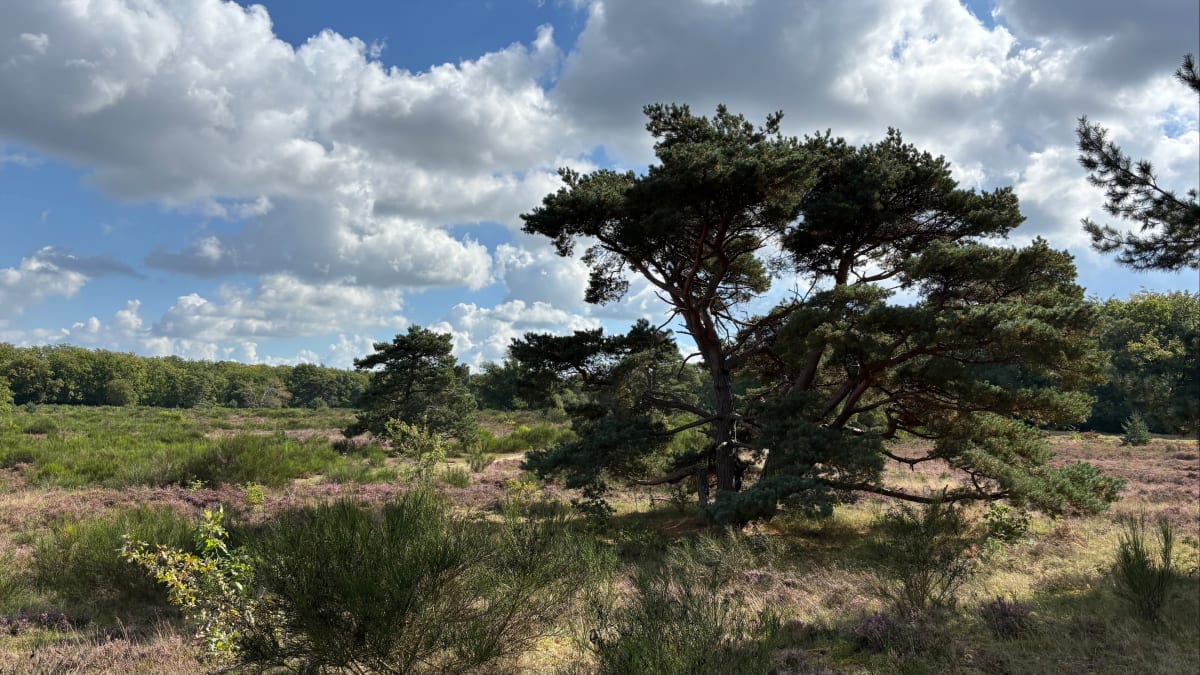 Bussumerheide kleine route - Huizen