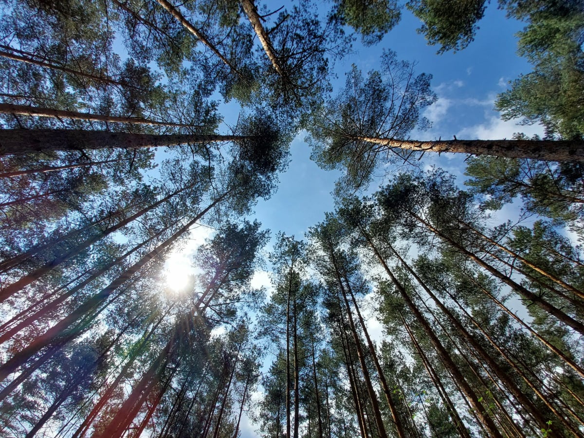 Pętla Cieśle 》Groniec 》Strzemieszyce 》Wągródka - Milena