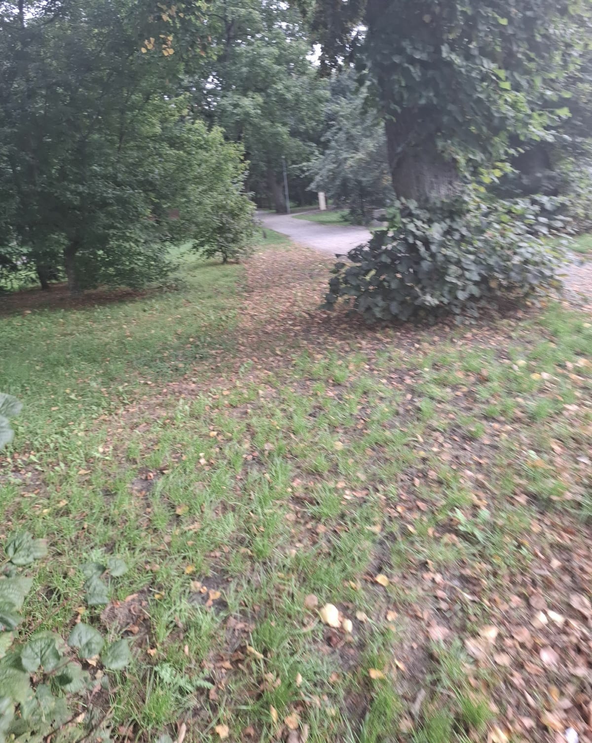 Gryfino centrum, przez park, wzdłuż drogi rowerowka  do Chwa - Gryfino