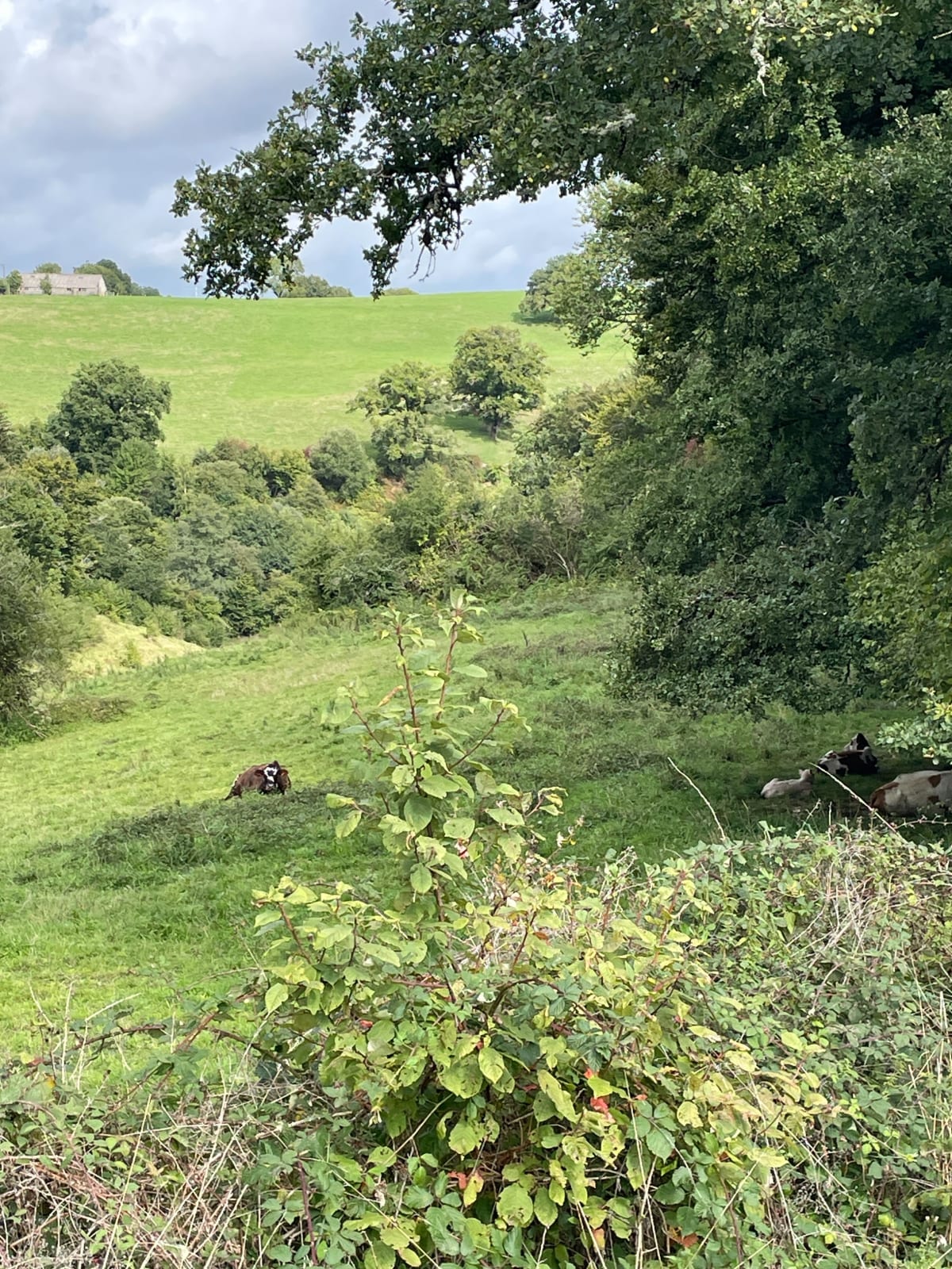 Entre Auvergne et Limousin de Rilhac-Xaintrie - Rilhac-Xaintrie