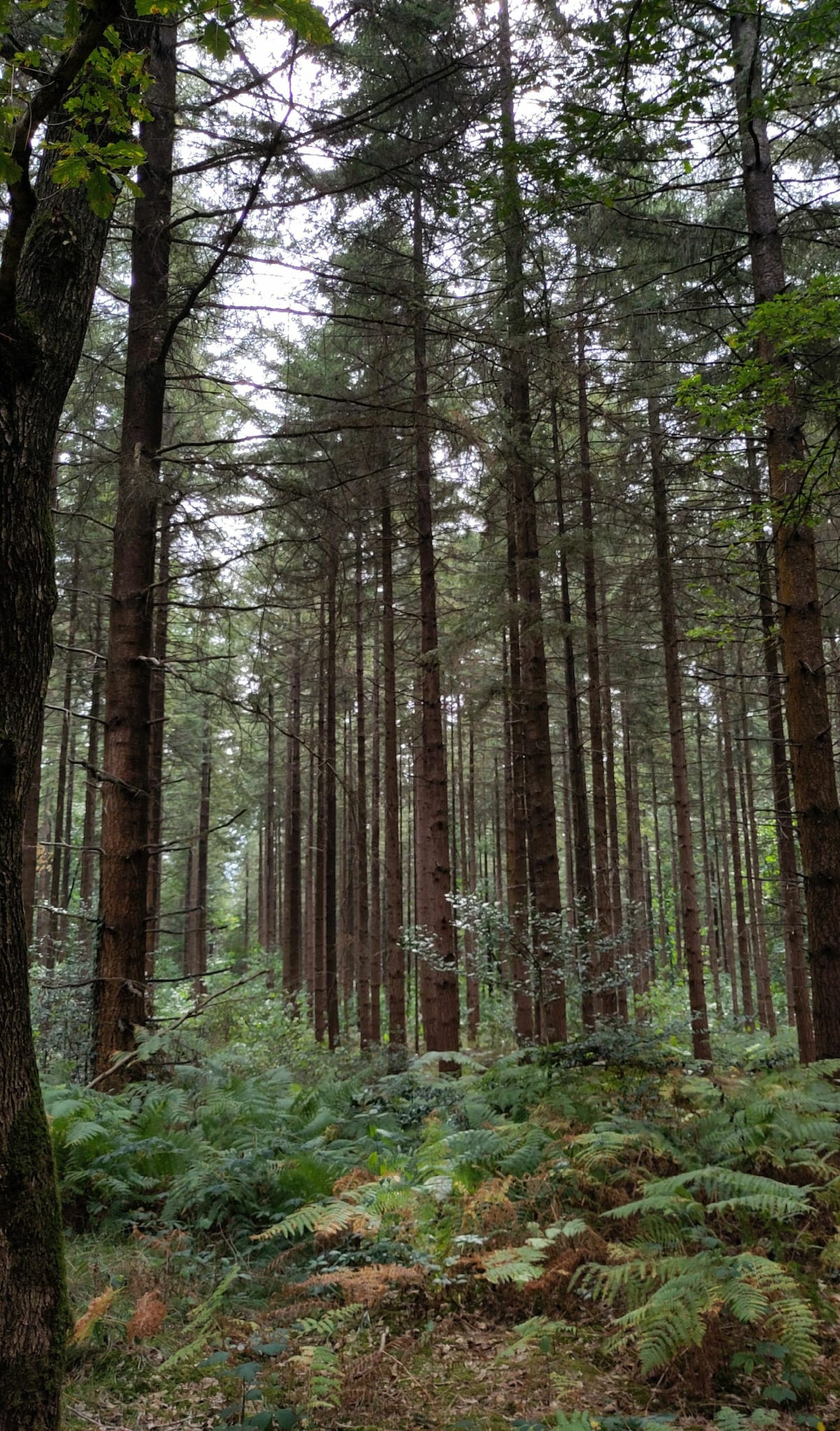 Forêt domaniale de Longuenée - Saint-Clément-de-la-Place