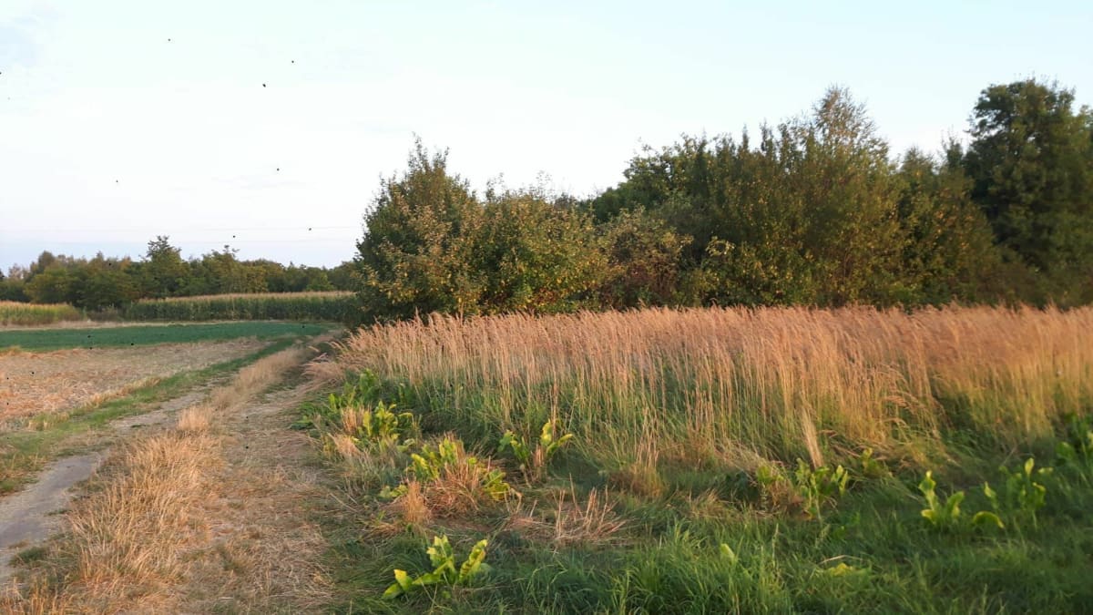 Do Skaryszewa - Piotr