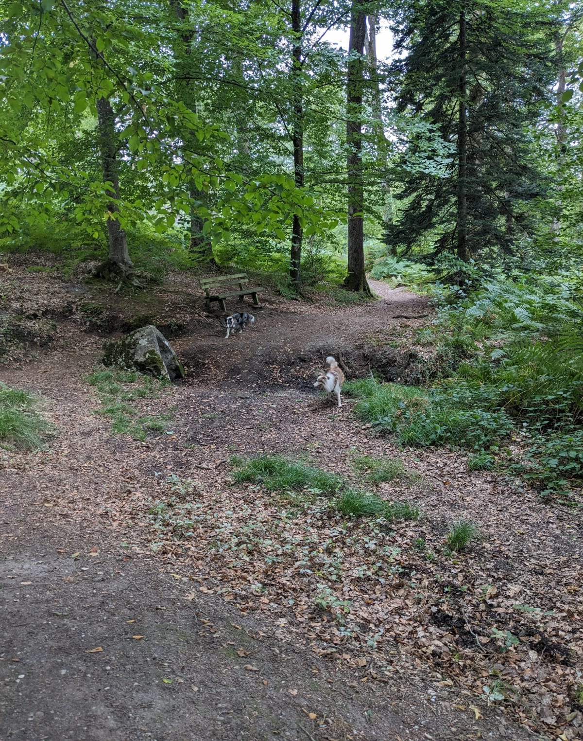 Le Gué l'Evêque, et sentier des Sources - Misty
