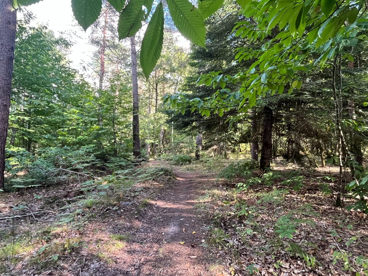Sortie entre chemins et bois à Auxerre - Maurad