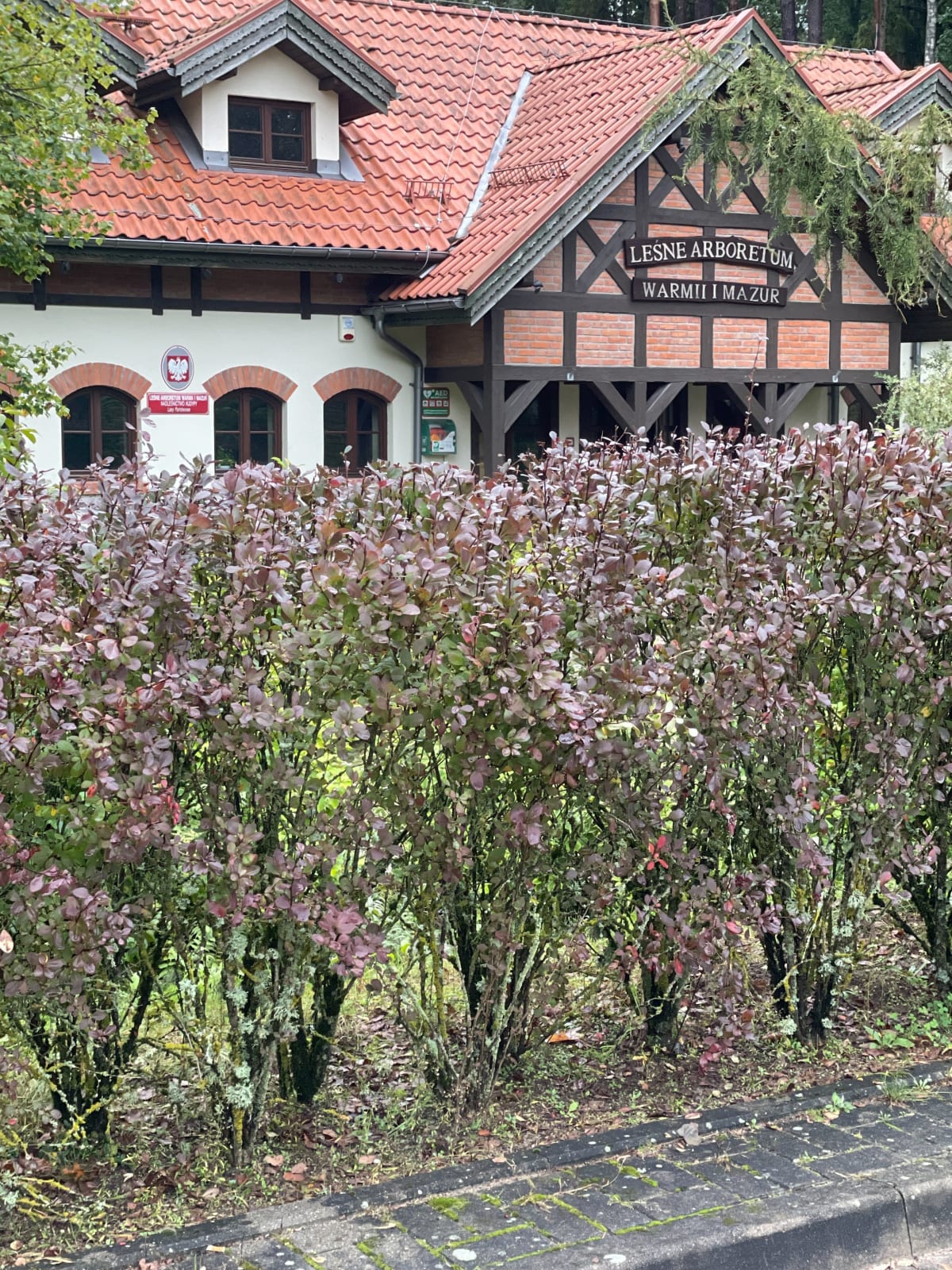 Spacer Gutkowo do Leśne Arboretum Warmii i Mazur - Aszkiełowicz-Płocha