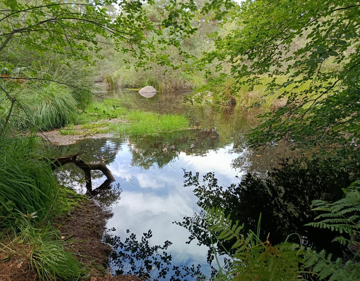 Balade forêt de Fontainebleau - Fontainebleau