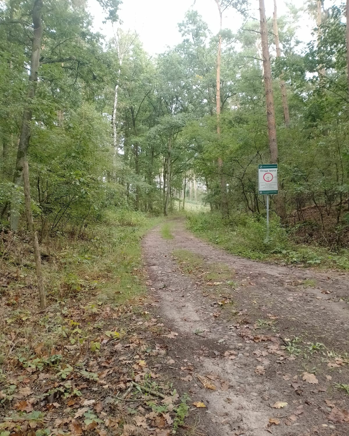 Podbiegi leśne - Leszno