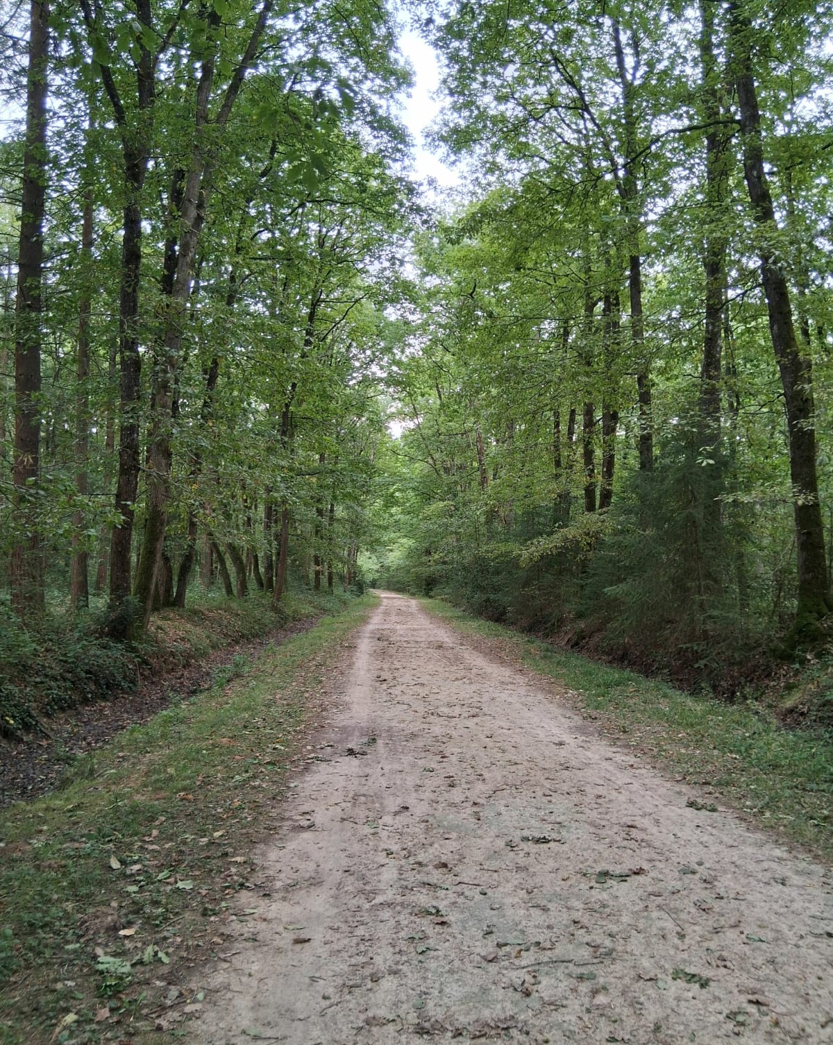 D'AZAY SUR CHER AU BOIS DES HÂTES - sophie