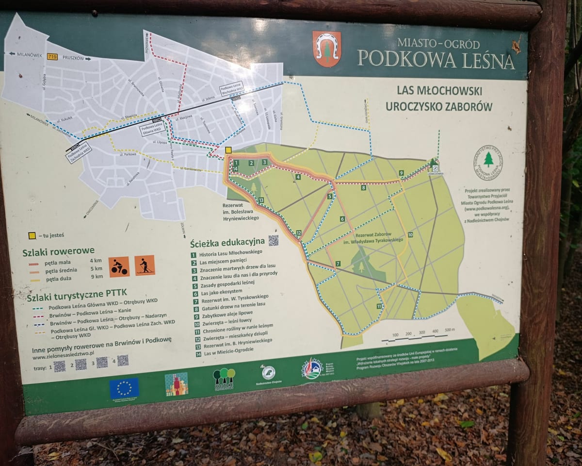 Przez rezerwat Hryniewieckiego i górki lasu Młochowskiego - Andrzej