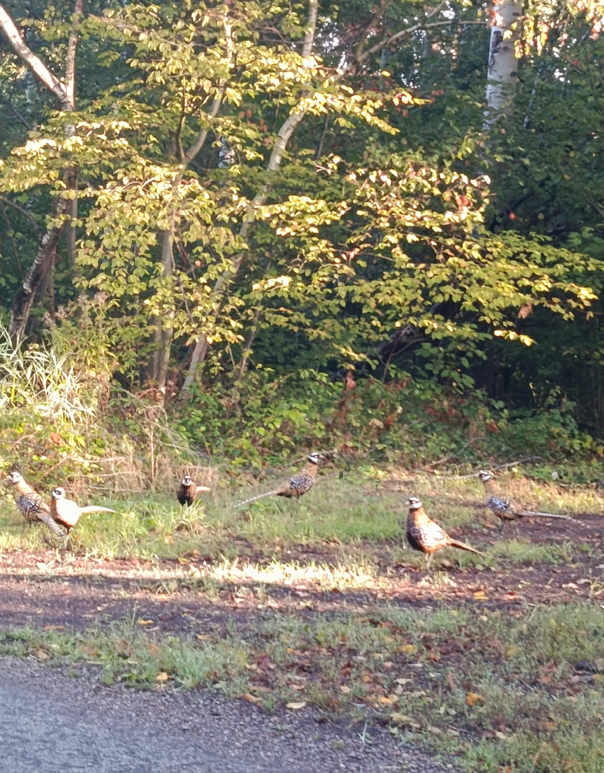 Promenade au bois du Ham - Corinne