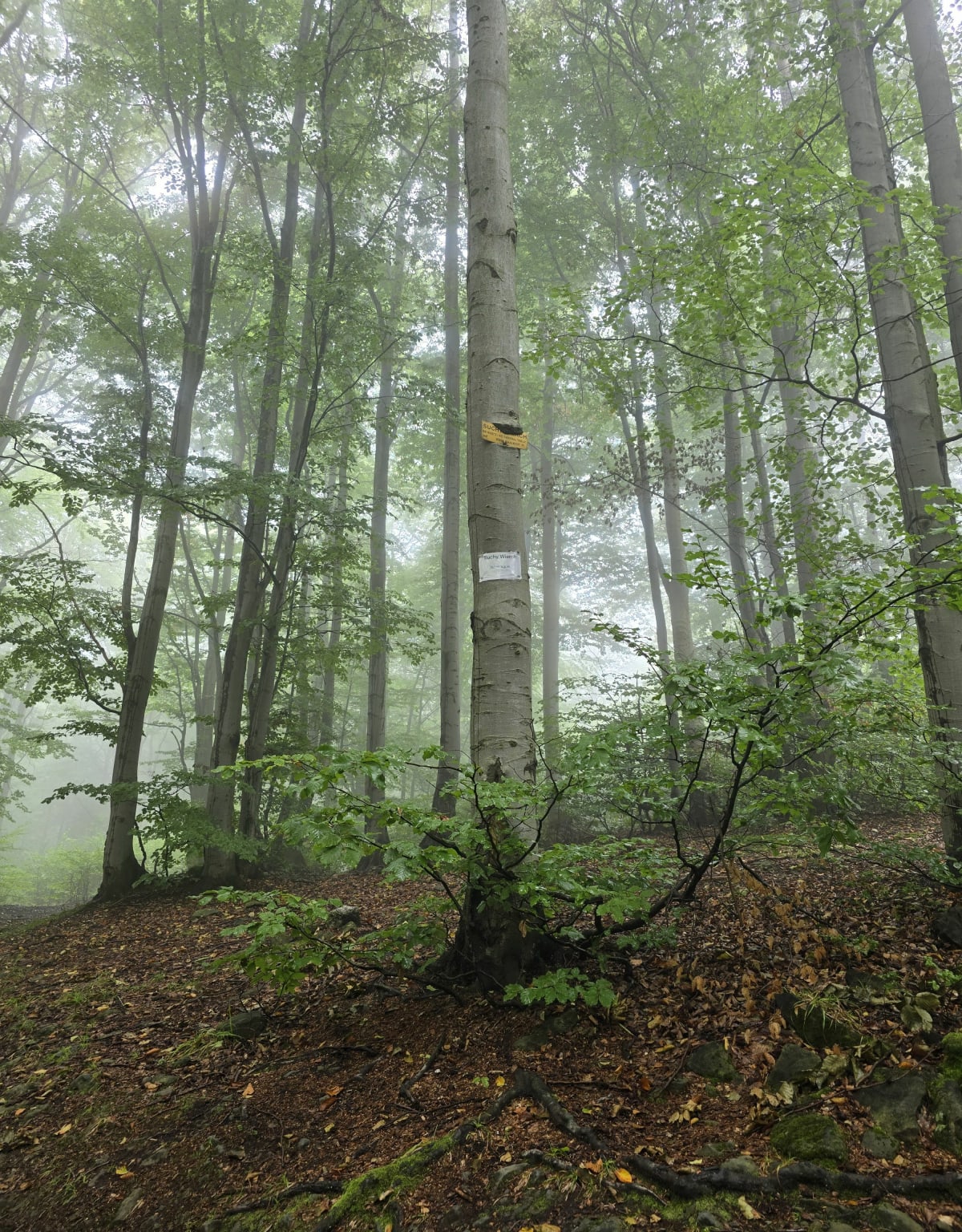Czupel z Czernichowa - Czernichów