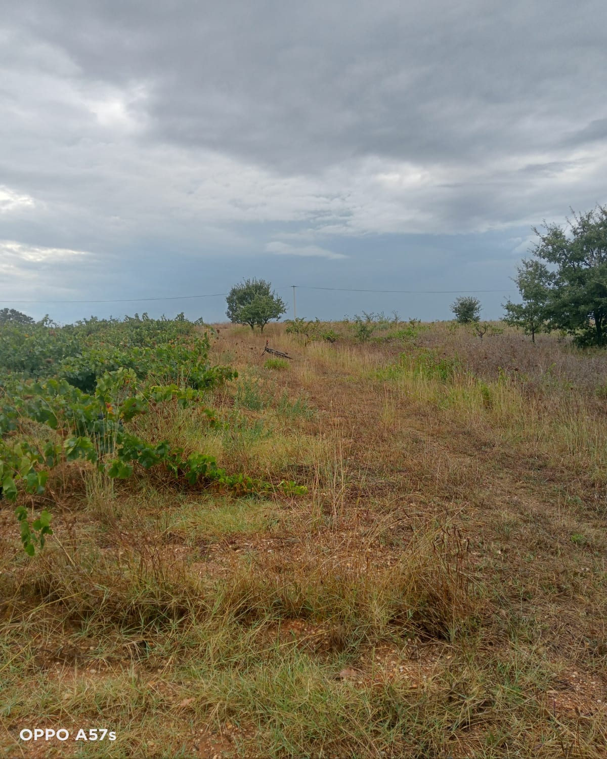 Balade autour de la forêt de la ribaute - Béziers