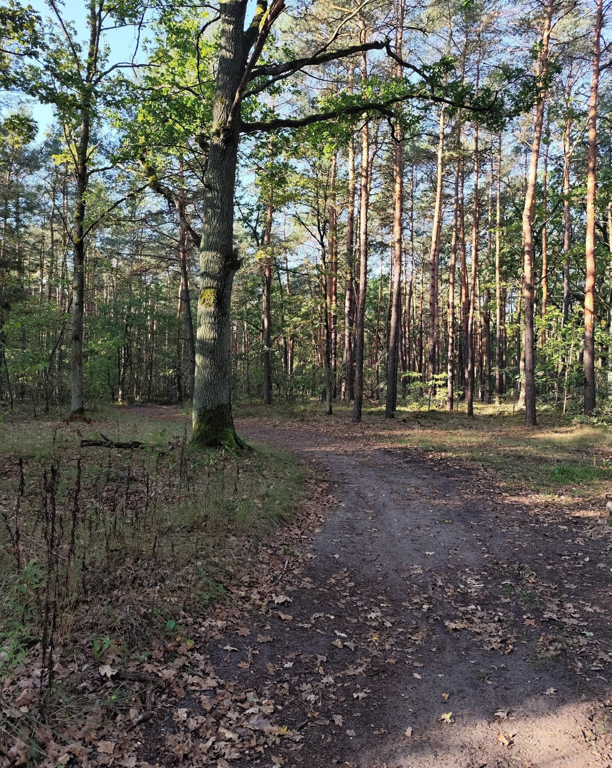 Horowe bagna Marki - Marki