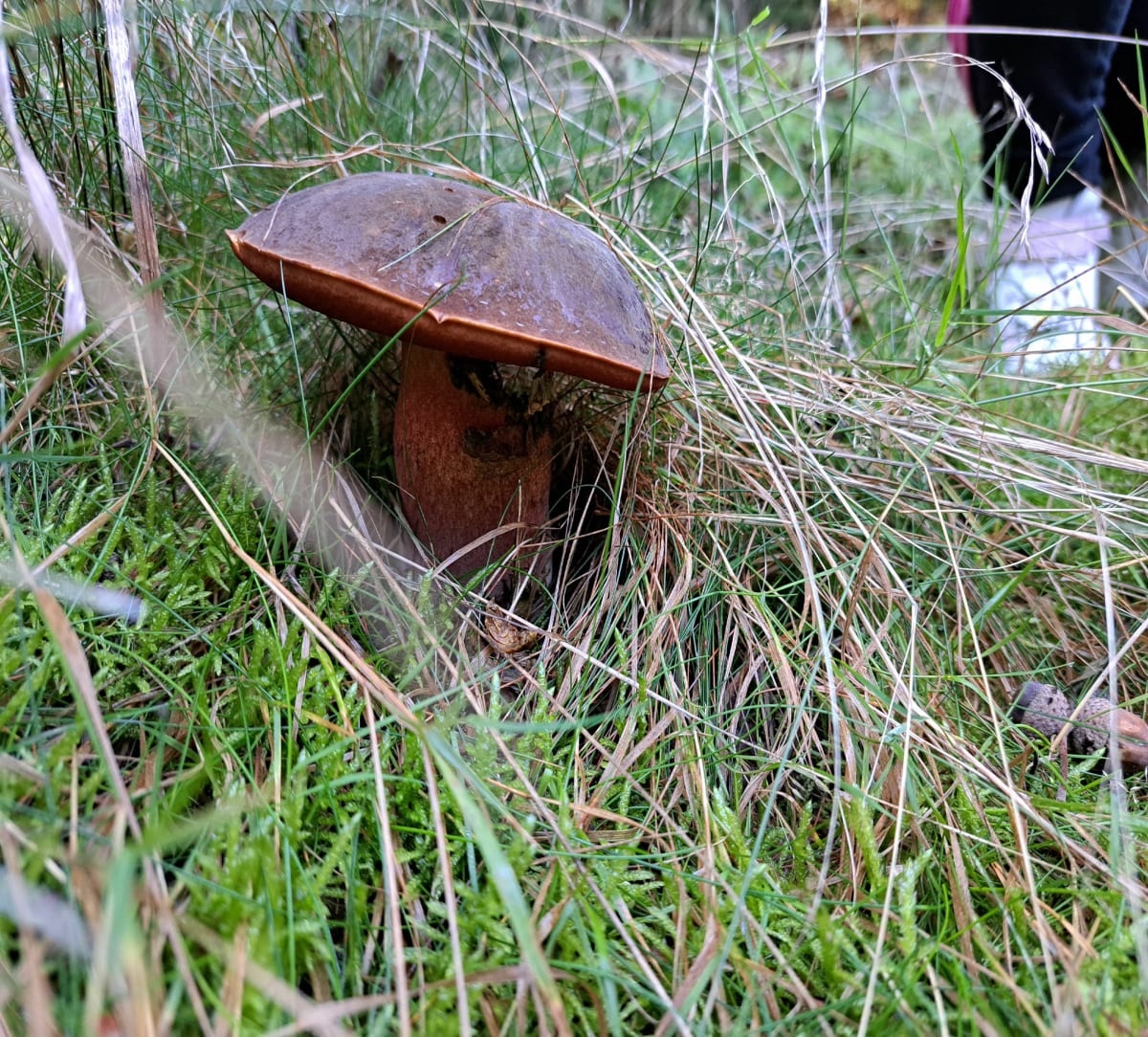 Spacer po Lesie i Nowe Laki - Nowa Wieś Grodziska