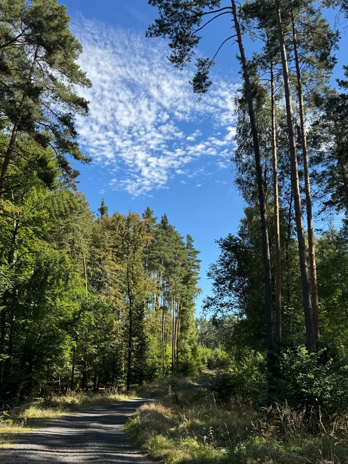 Eksploracja lasów i Legnica - Mateusz