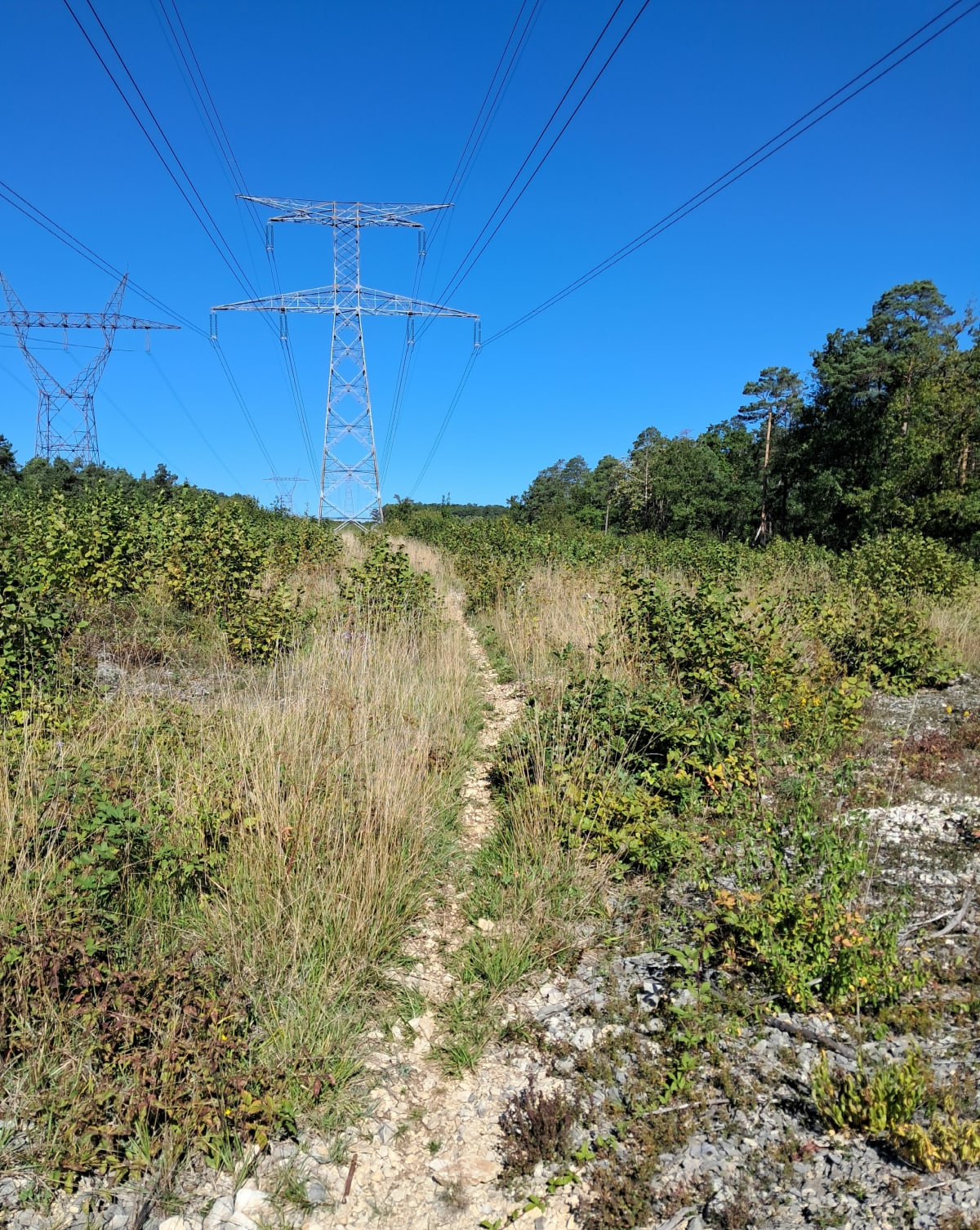 Randonnée entre vignes et forêt autour de Les Riceys - Les Riceys