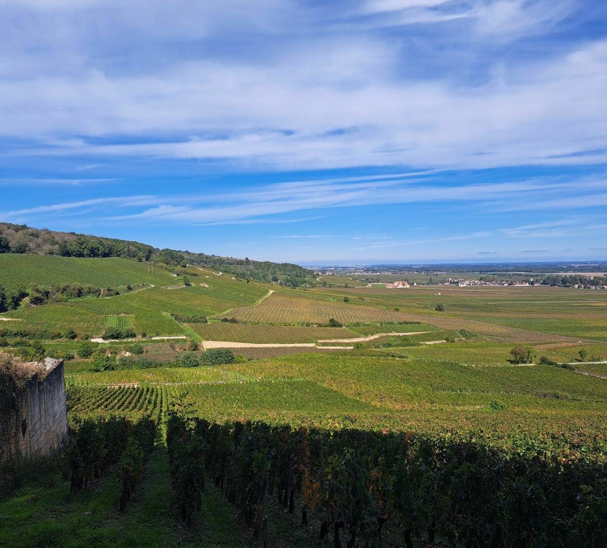 Entres vignes et forêt, de Vougeot à Nuits-St-Georges, de gare à gare - Lylou
