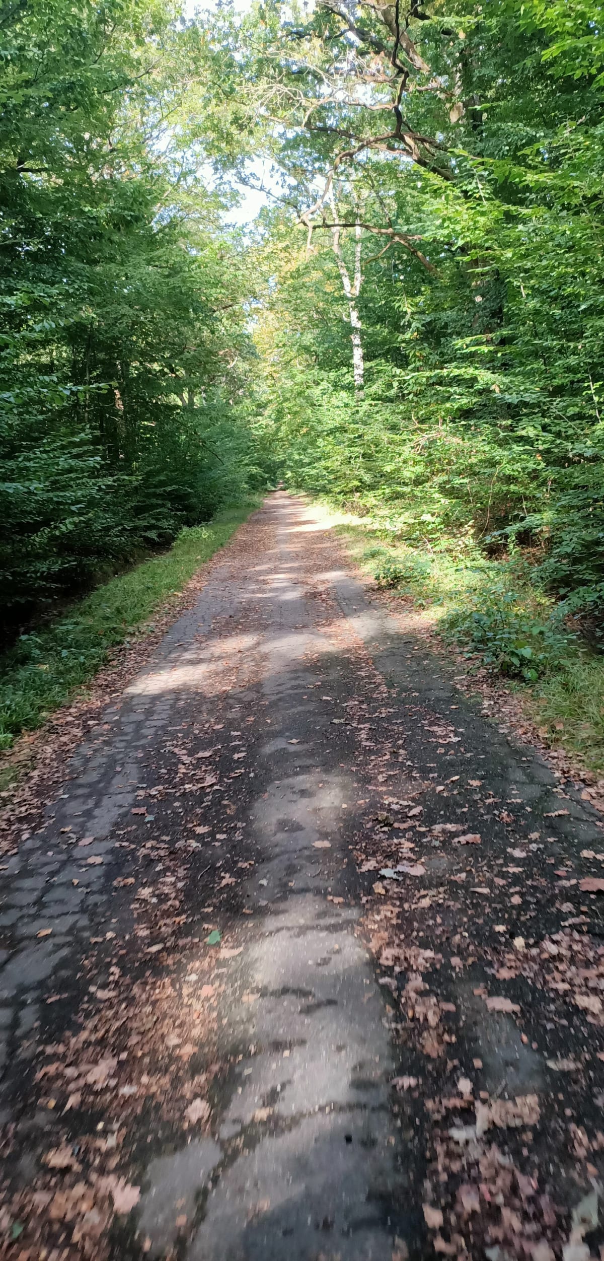 Balade au Bois de Serqueuse - CHRISTOPHE