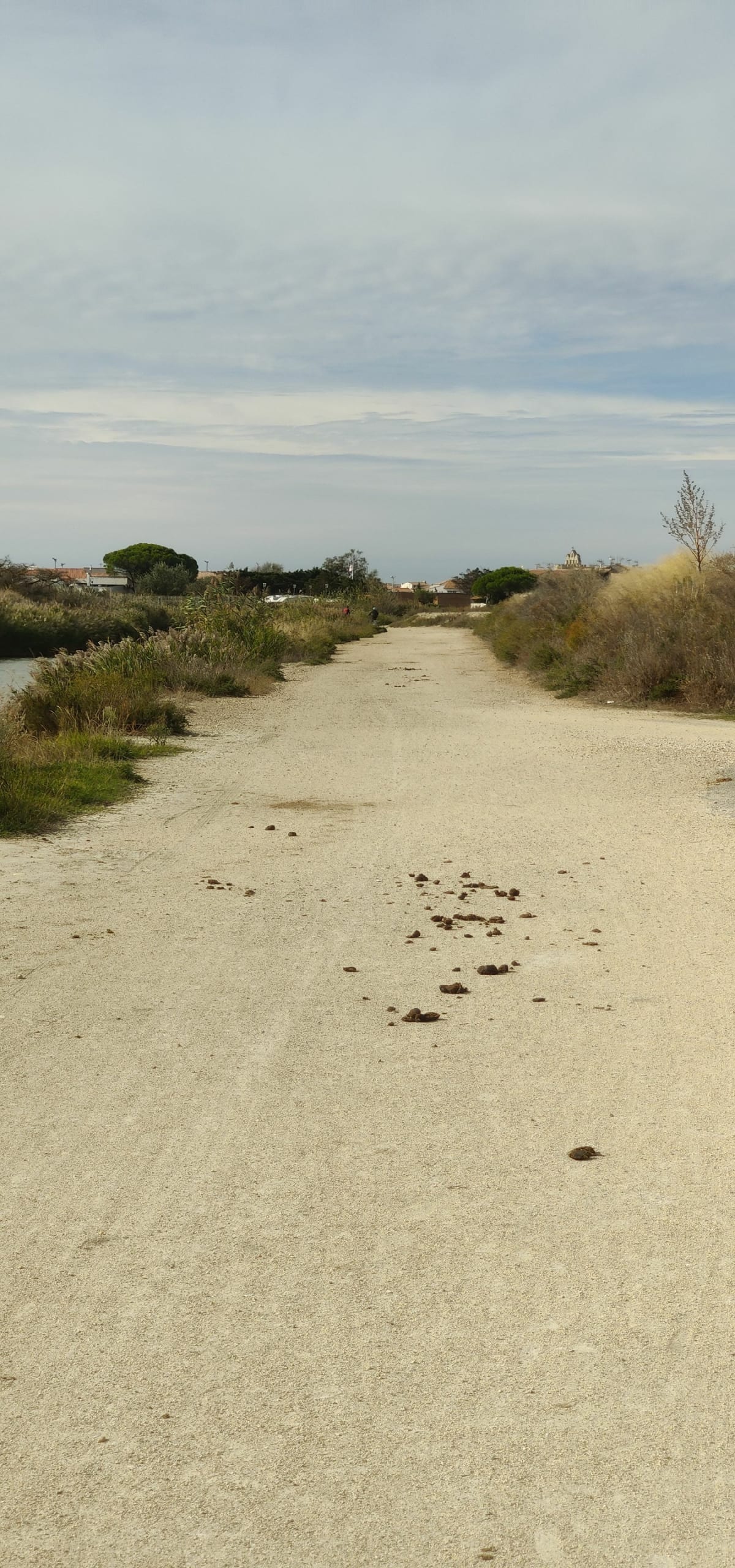 Gravel...à Saintes-Maries-de-la-Mer et Etang de la Vignolle - Alexandre