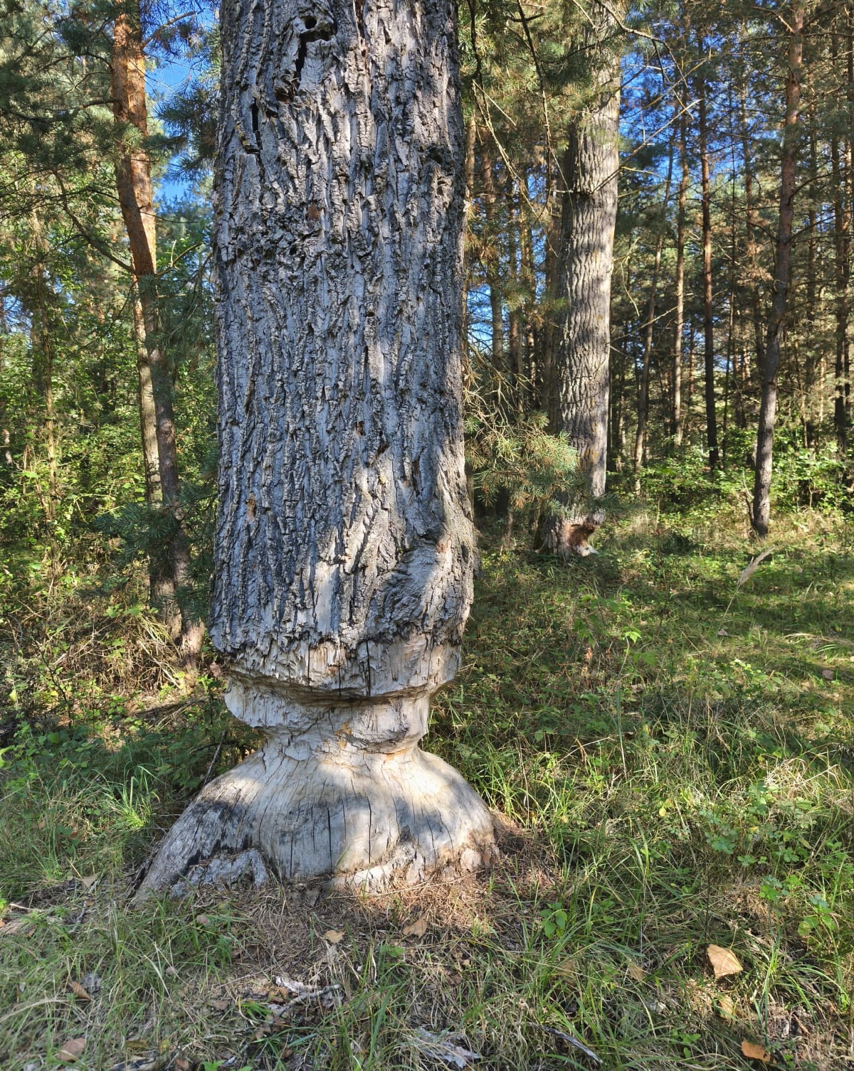 Nida koło Sobkowa - Mateusz