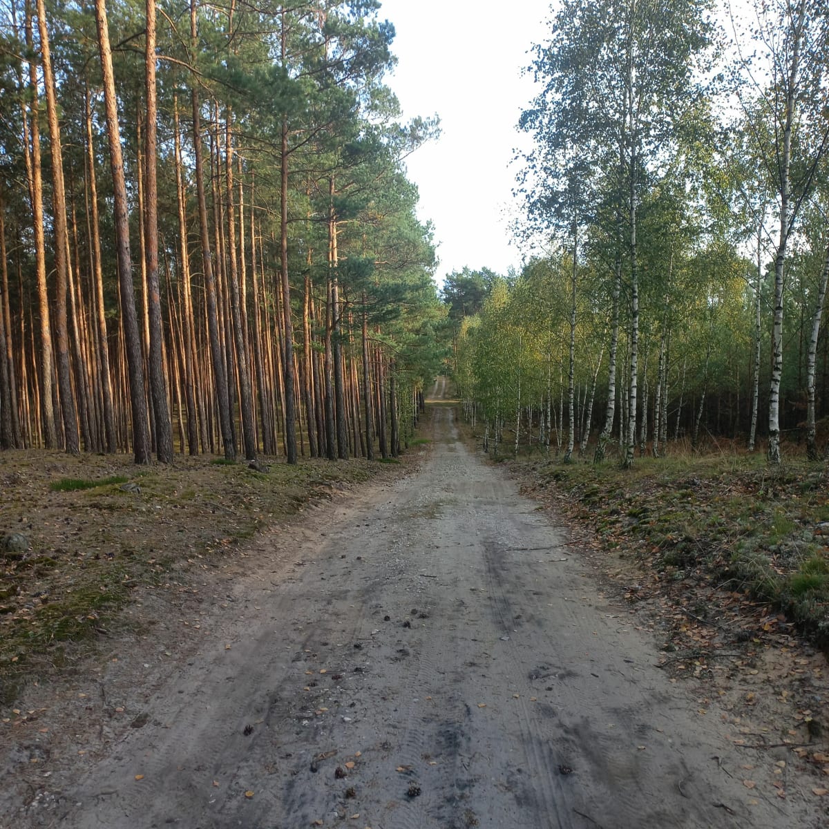Barbarka Toruń - Anna
