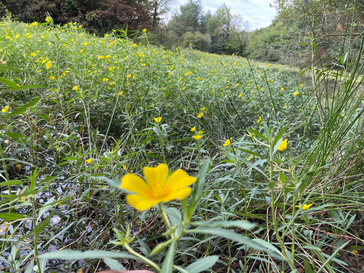 La boucle d’or depuis La Briquerie - Cyril
