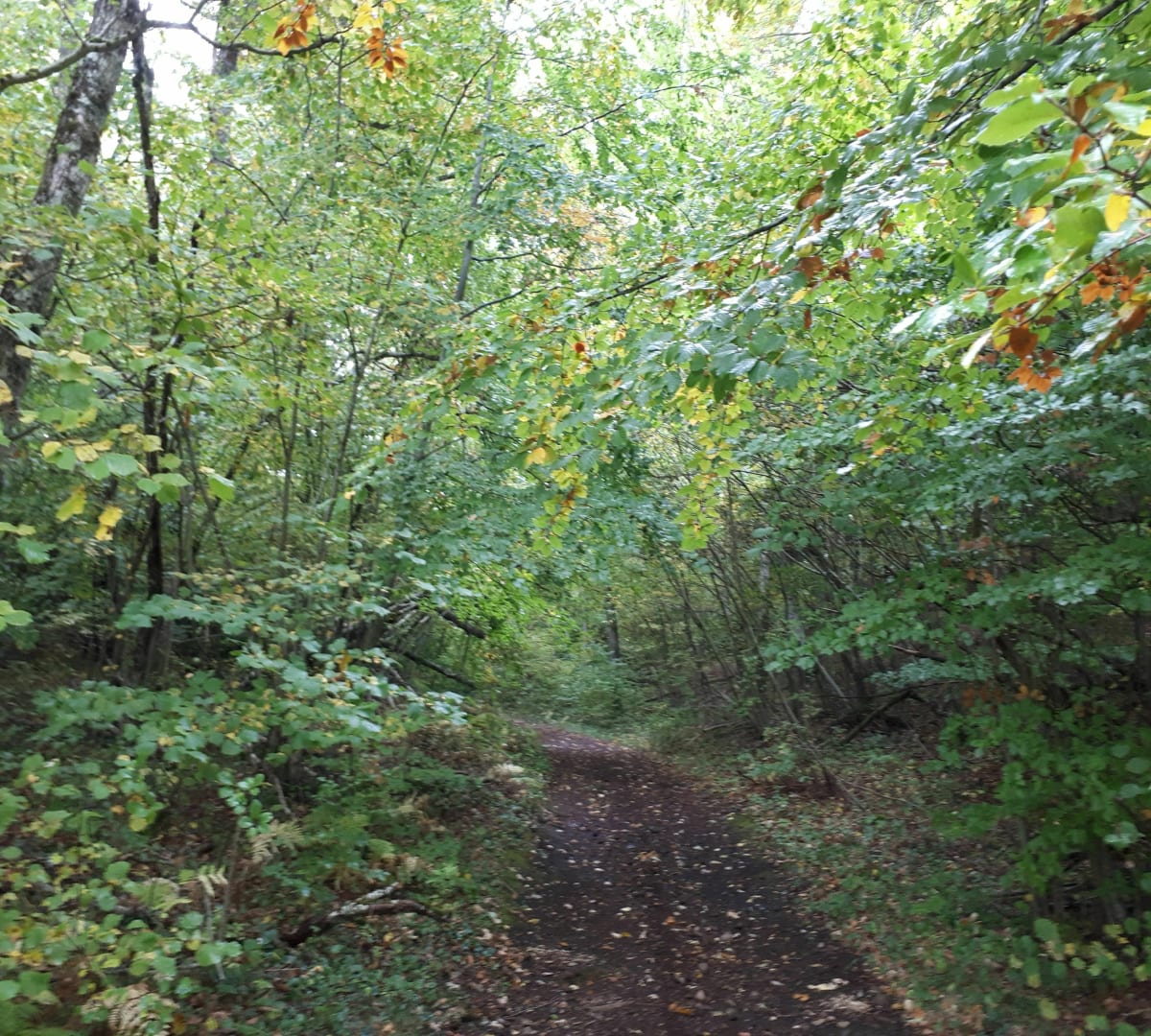 Bois de la Nugère et descente sur Volvic - Brigitte