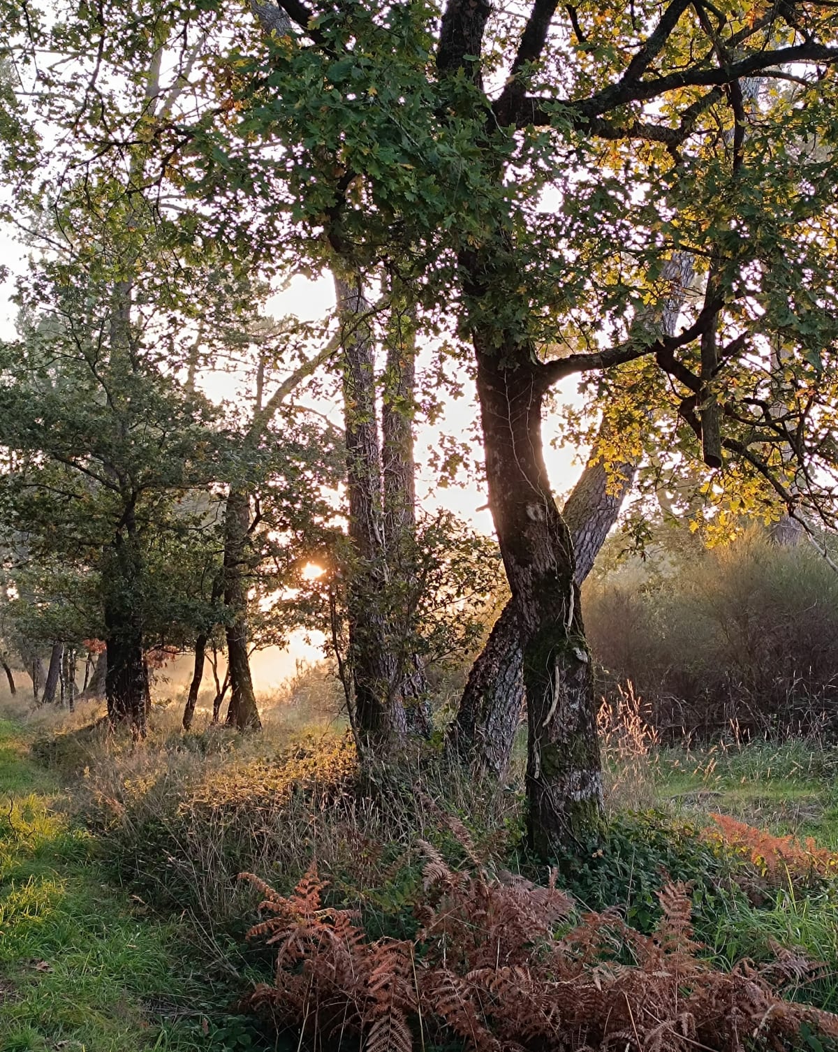 Rochefort-en-Terre, la butte des Cinq Moulins - Céline
