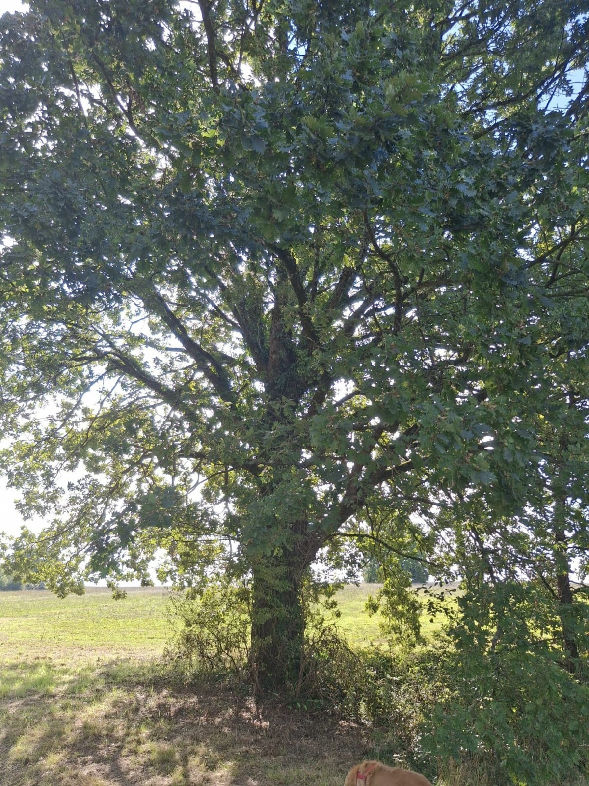 Promenade à Saint-Gauzens de Langelet - Nicolas