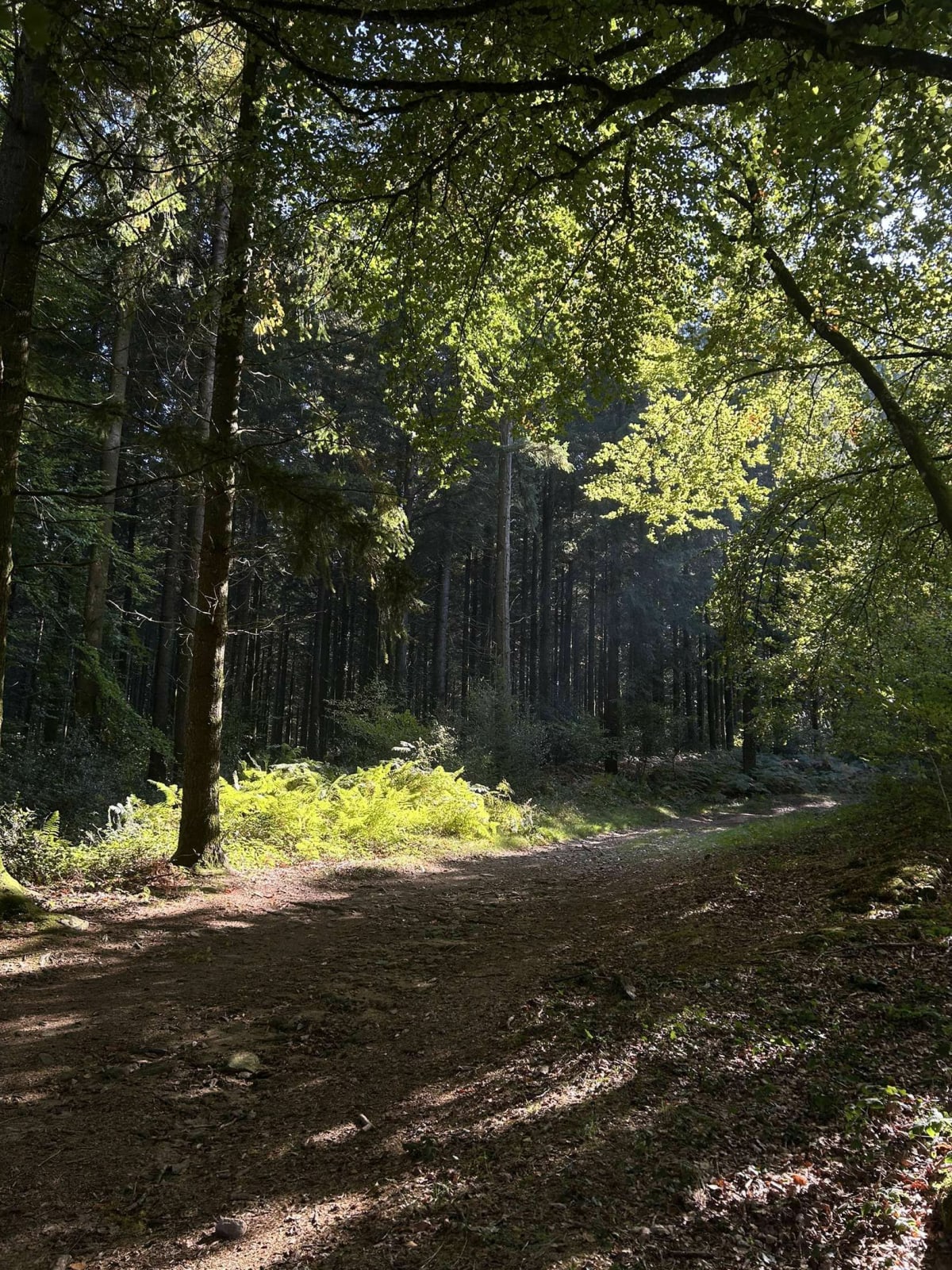 Pierre la Grosle et Forêt de Chabrières - Angélique