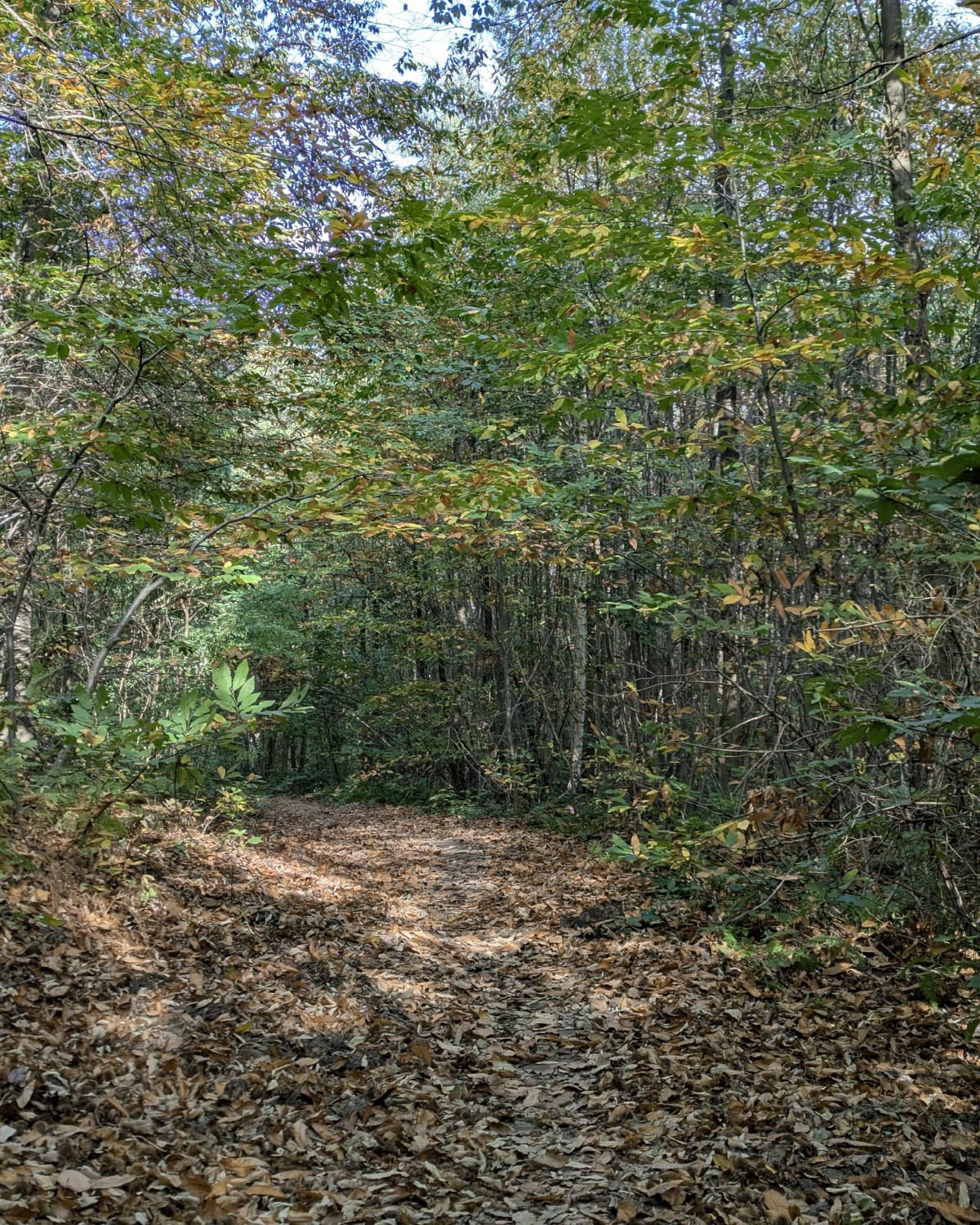 Balade en forêt de Montmorency - Valerie