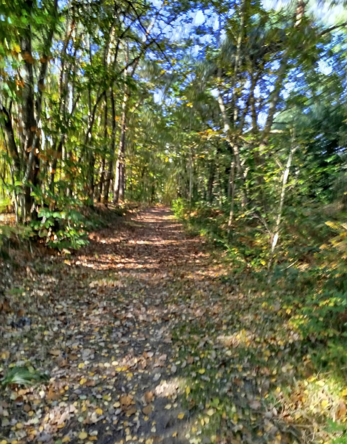 Entre Villefargeau et St-Thibault - SANDRINE
