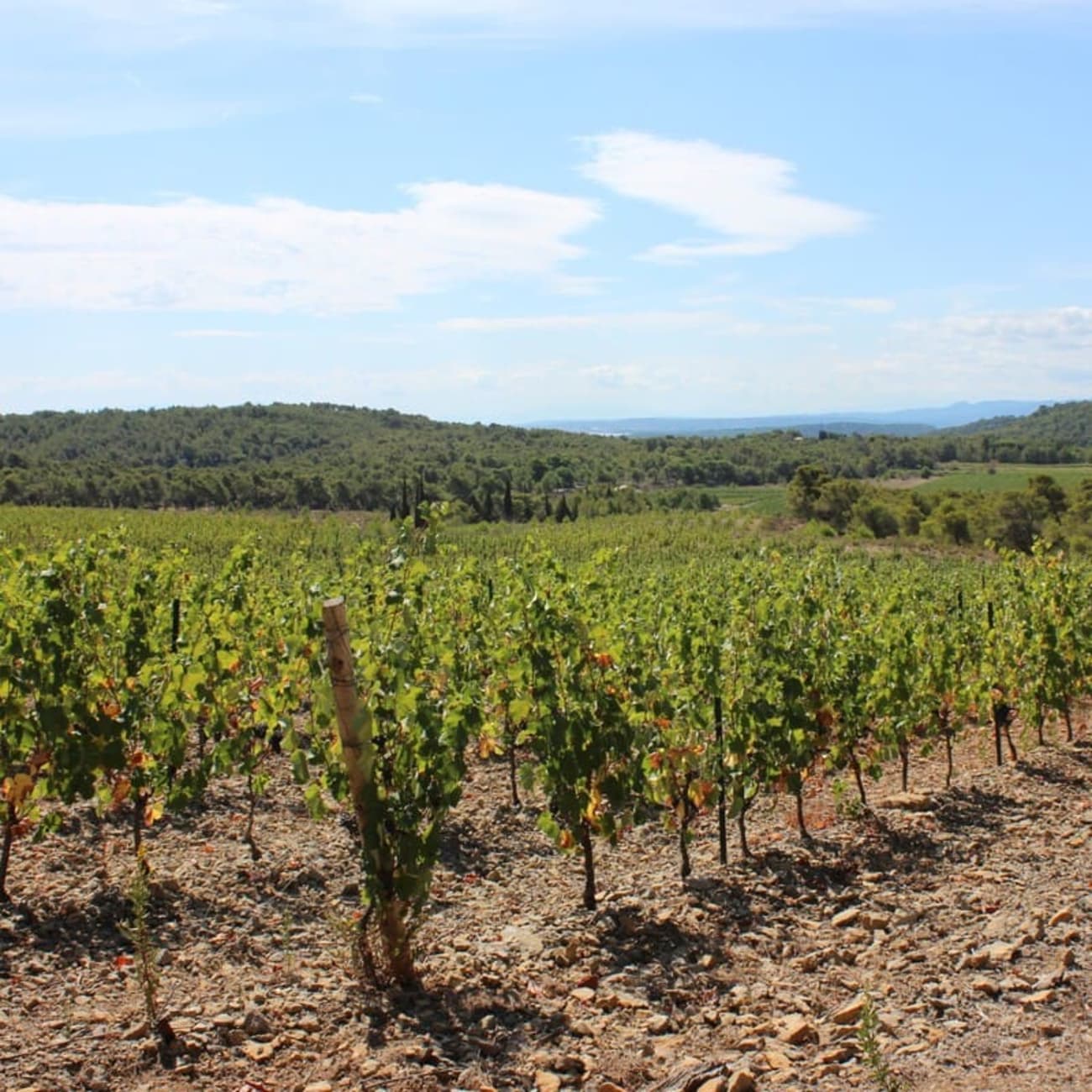 Randonnée dans le massif de la Clape : sentier dans les vignobles