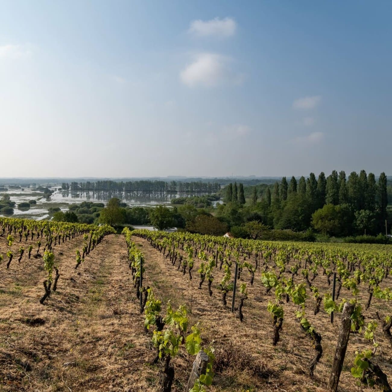 Balade au pont de l'Ouen : vue sur les vignobles et les marais en arrière-plan