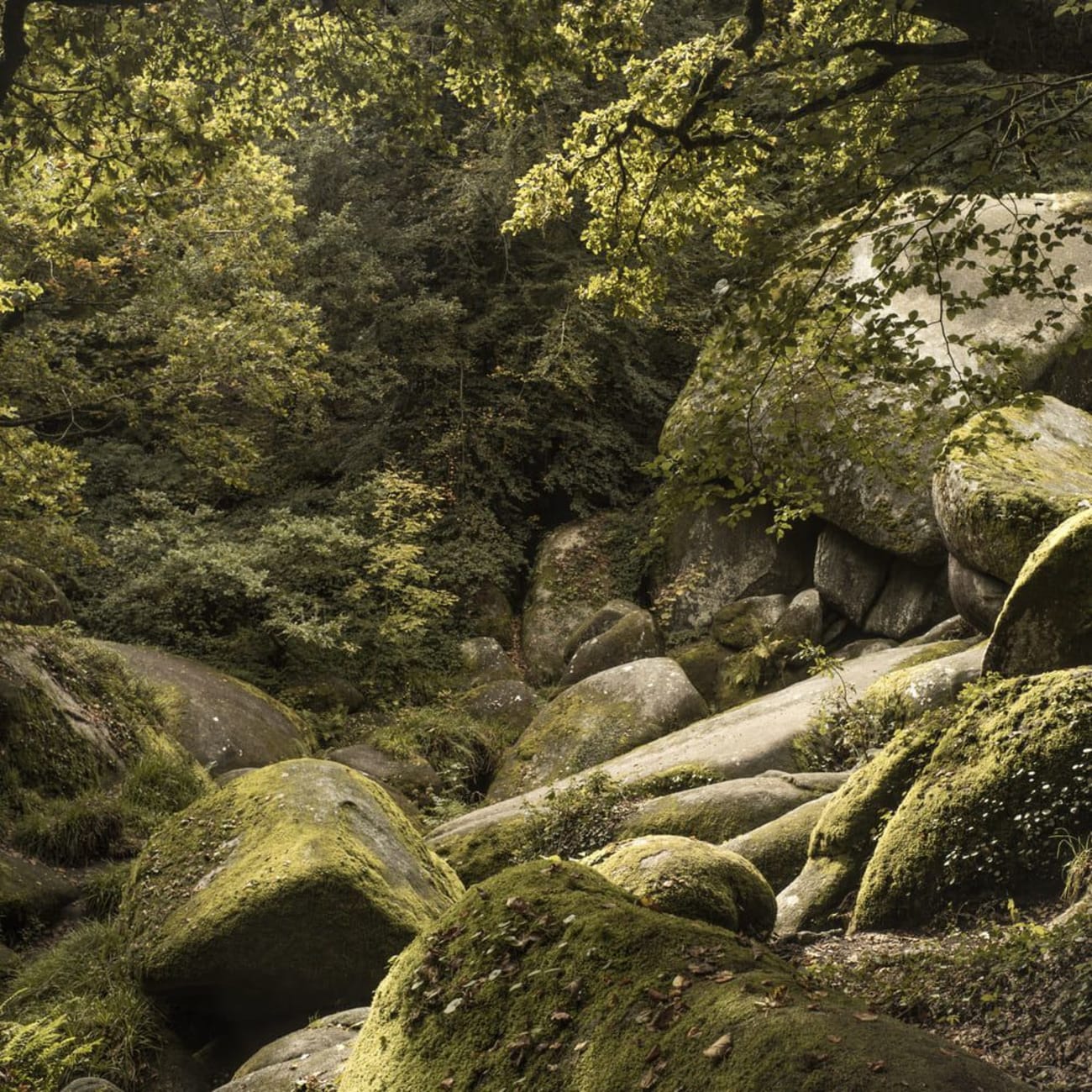 Randonnée cascades Haute-Loire : mousse verte sur blocs de granite dans forêt