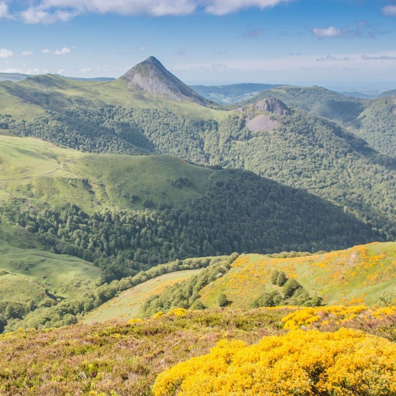 Randonnée puy Griou : le puy Griou dans la distance avec de petites fleurs jaunes au premier plan