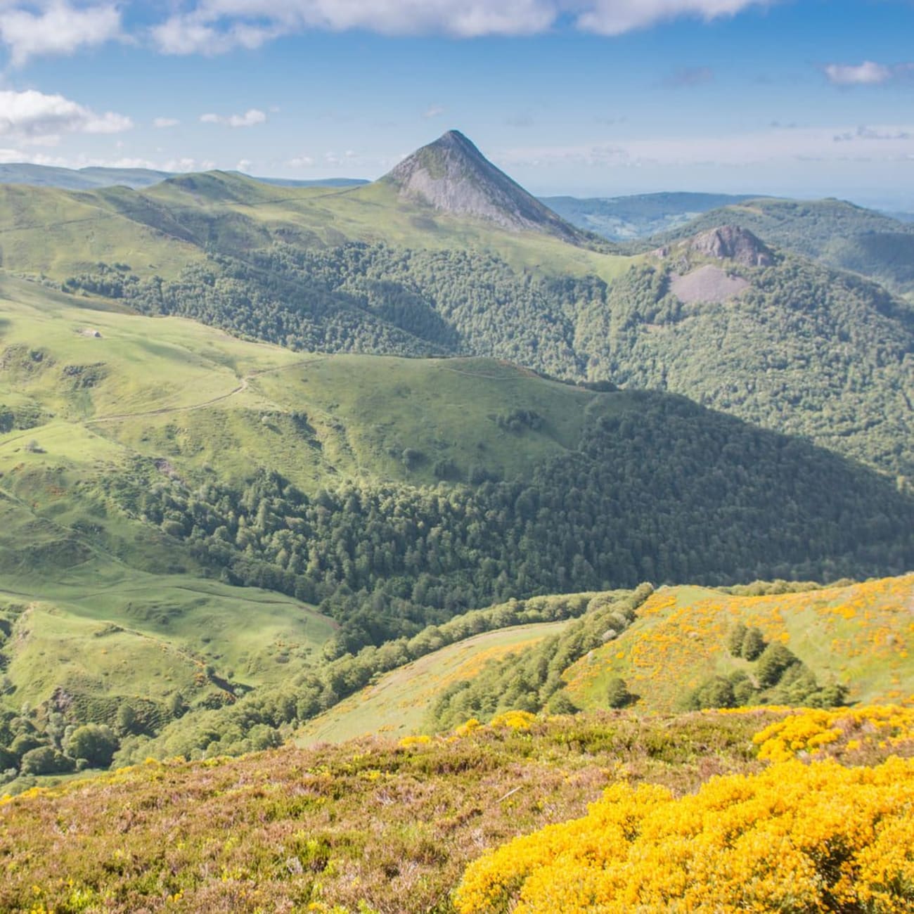Randonnée monts du Cantal : fleurs jaunes et sommet pointu verdoyant au fond