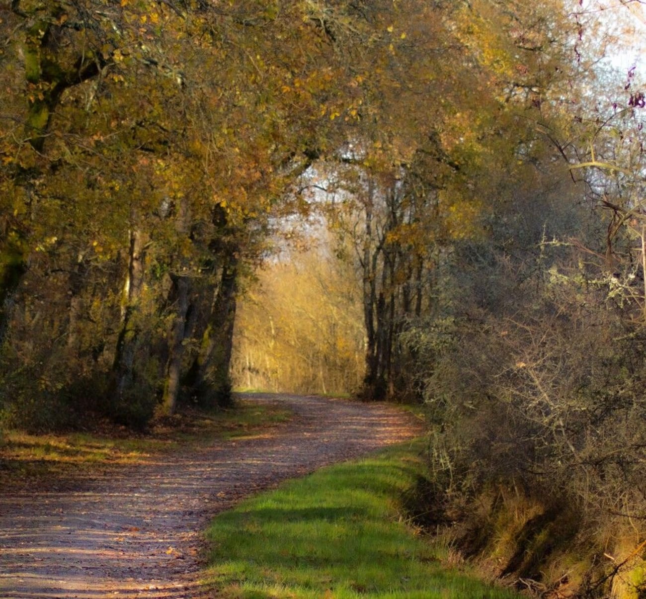 Vue sur un sentier de la forêt de Bouconne en automne.
