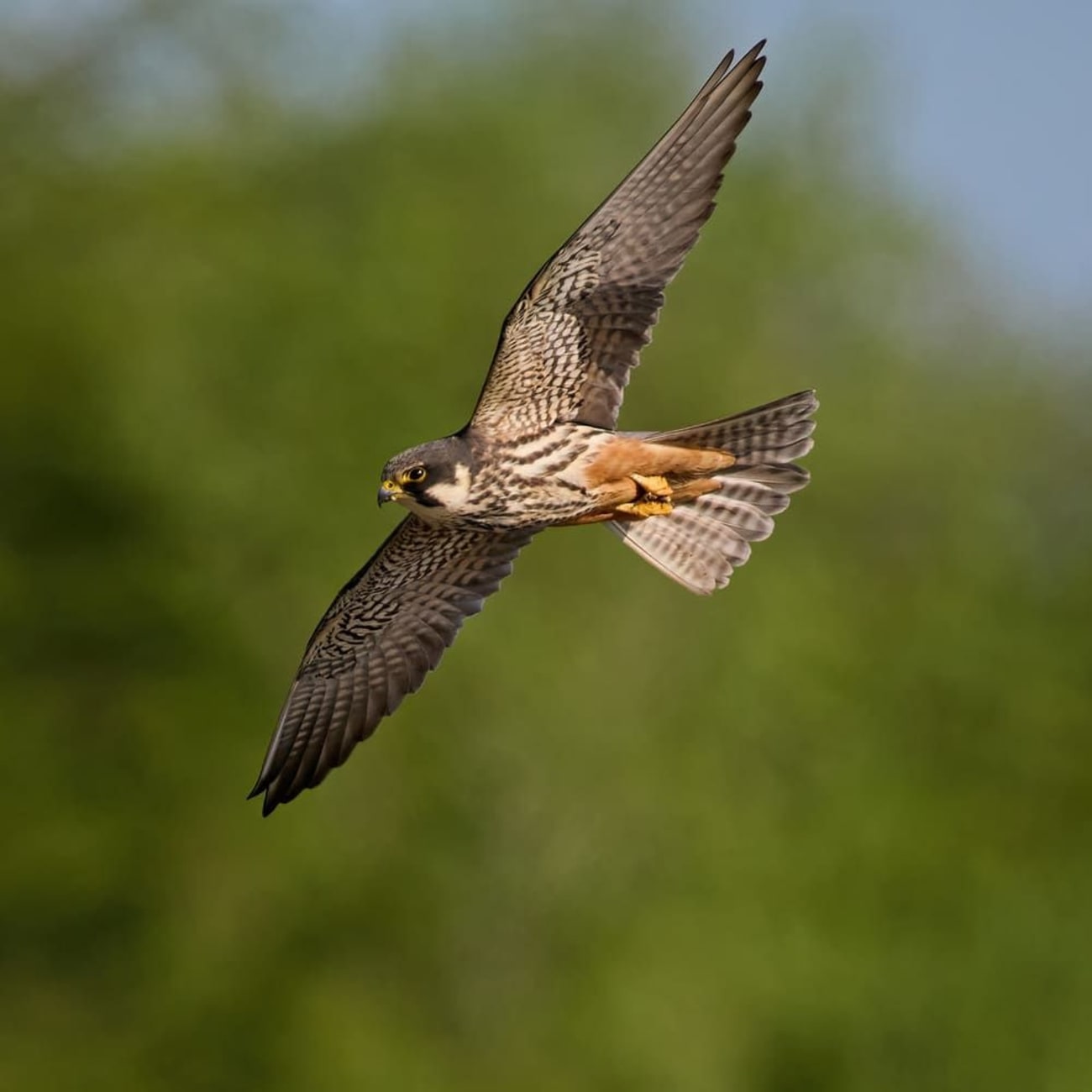 Randonnée forêt de Buzet : rapace marron et beige volant