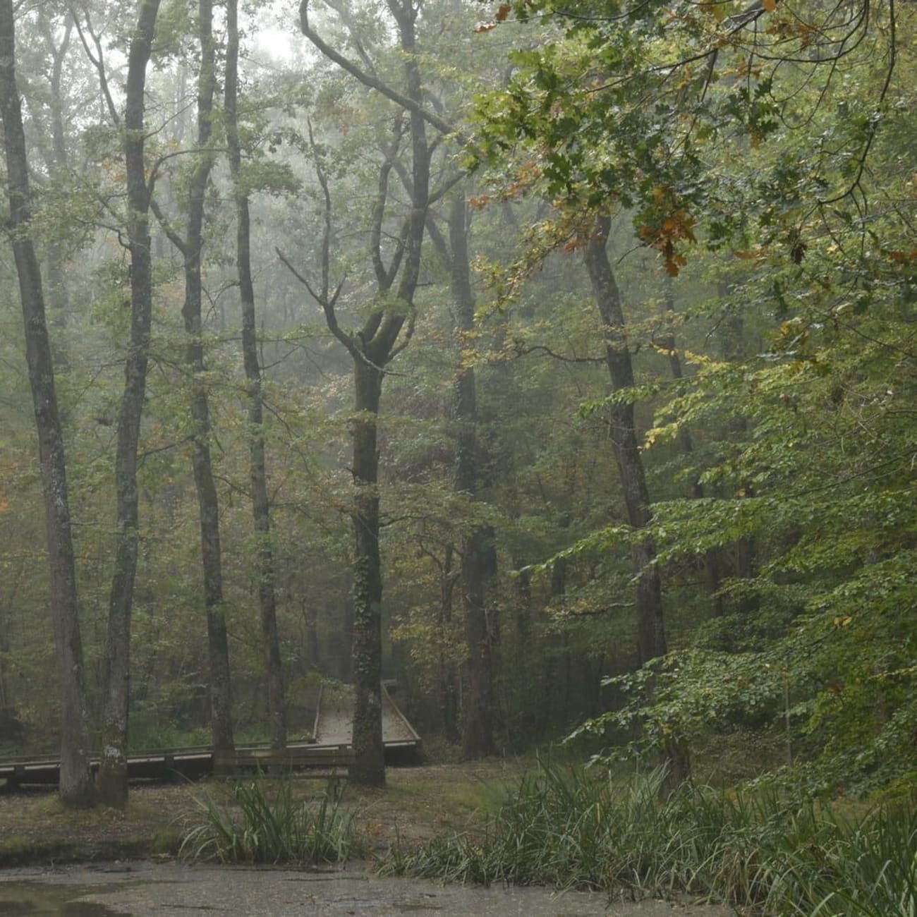 Randonnée forêt de Buzet : arbres dans forêt et ponton en bois qui la traverse
