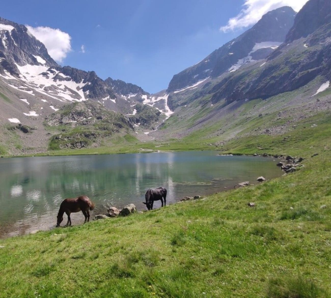 Animaux au bord du lac de la Muzelle.