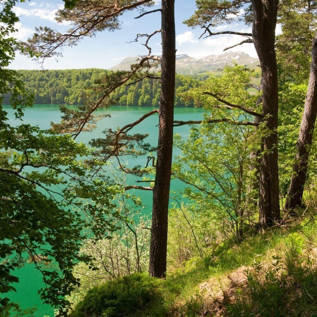 Randonnée lac Pavin : vue sur le lac derrière les conifères
