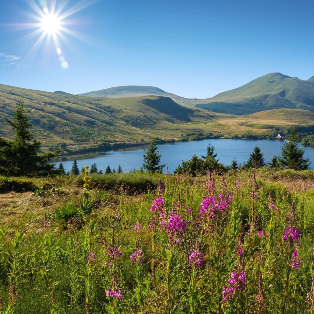 Randonnée lac de guéry : vue sur le lac derrière une prairie fleurie