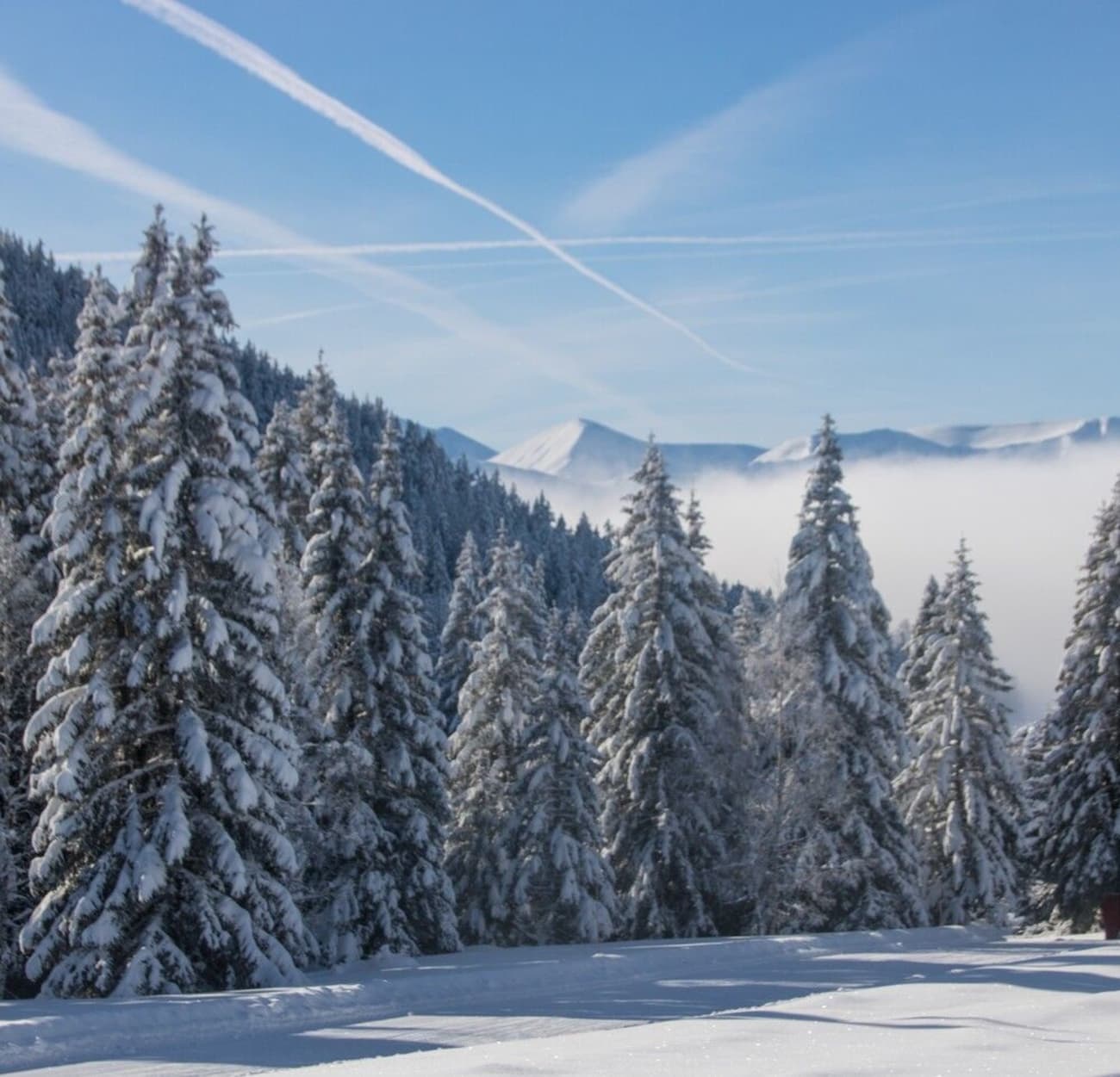 Photo d'une forêt de sapins enneigés à Chamrousse.