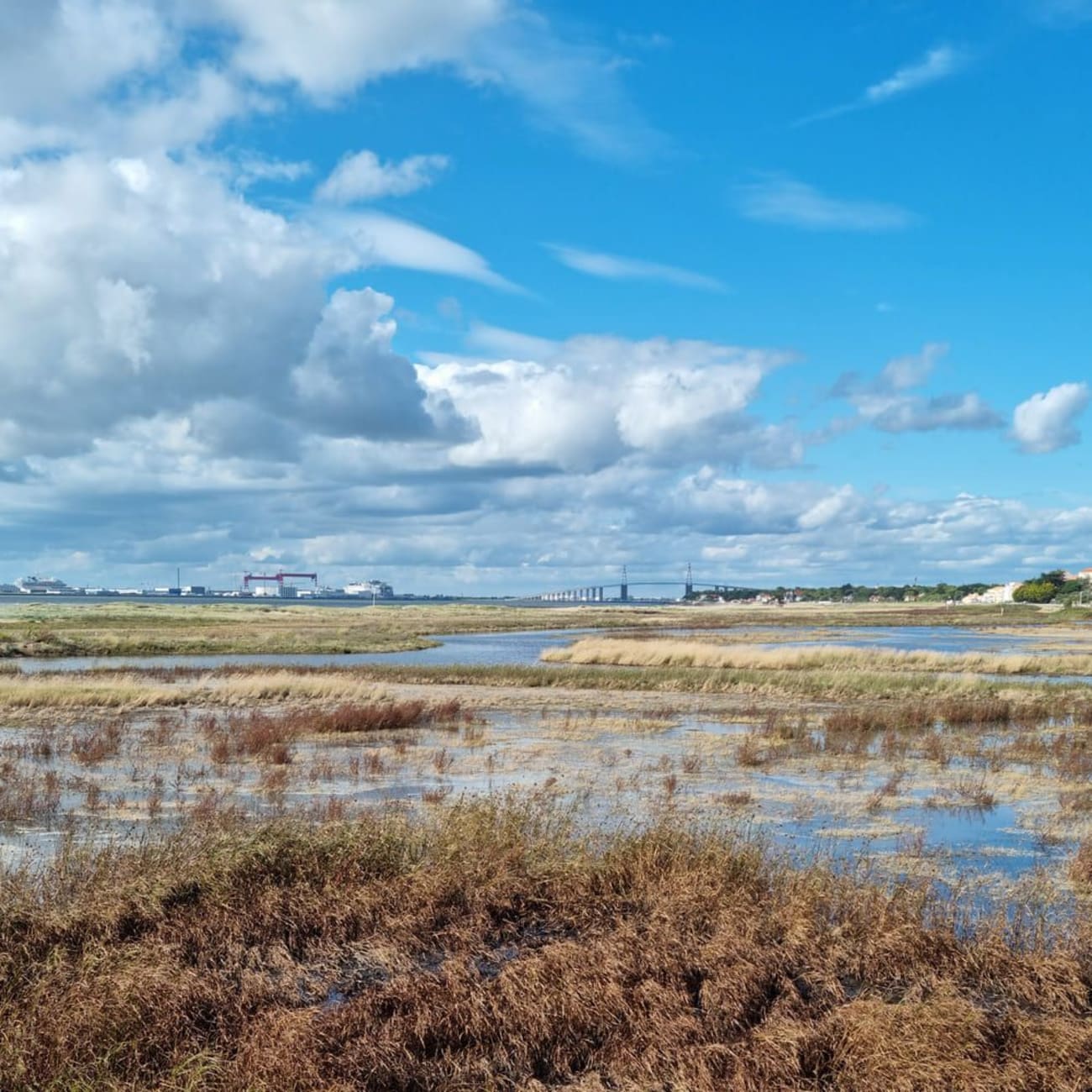 Randonnée pointe Saint-Gildas : étendue d'herbes dans eau