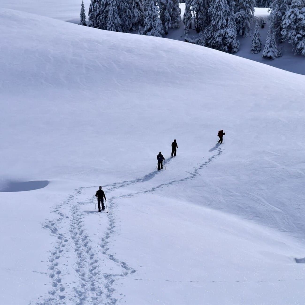 Rando raquettes Chartreuse : quatre randonneurs dans la neige sur le plateau de l'Alpette