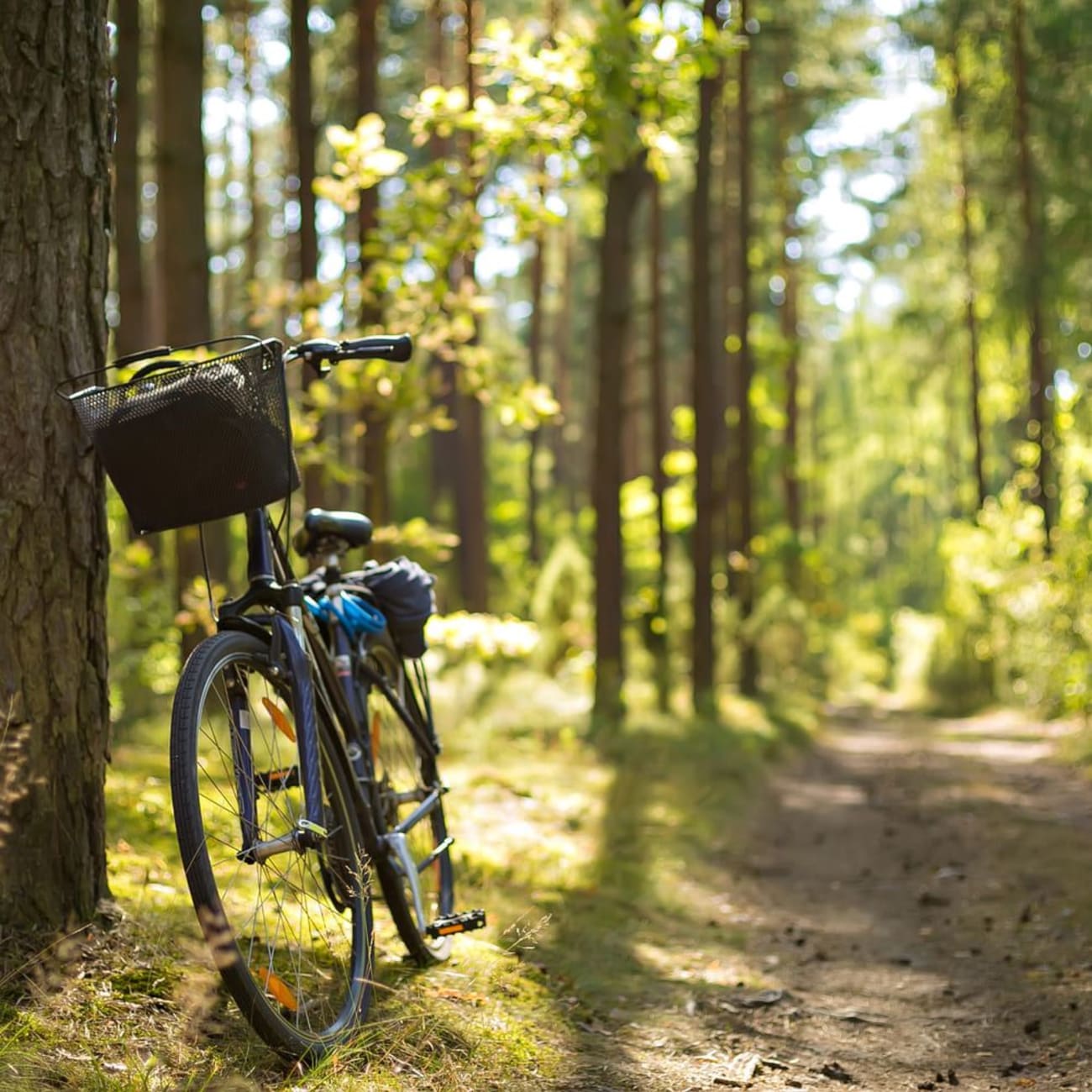 Randonnée forêt du Gâvre : vélo contre tronc d'arbre au bord d'un sentier de forêt