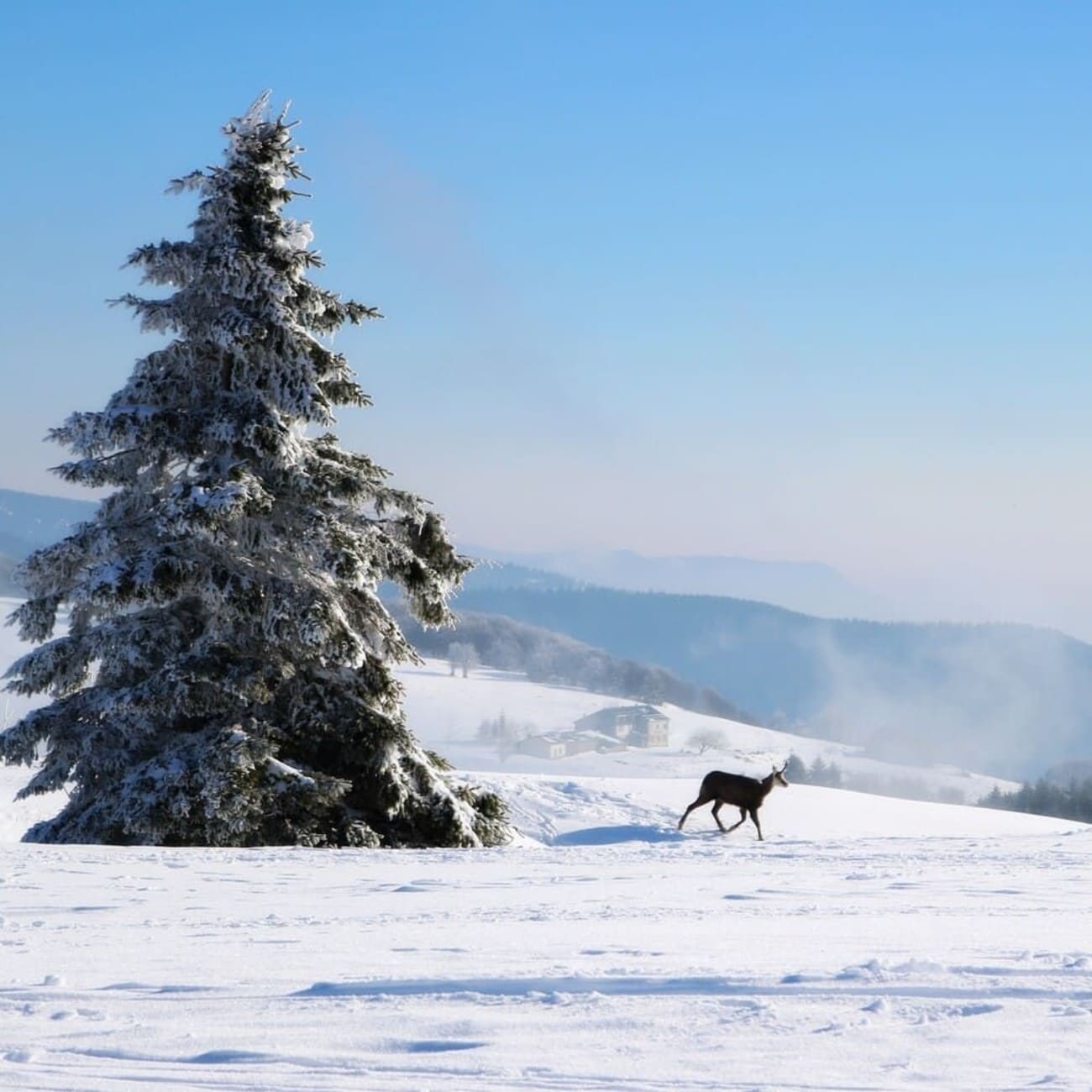 Randonnée raquettes Vosges : chamois marchant dans la neige