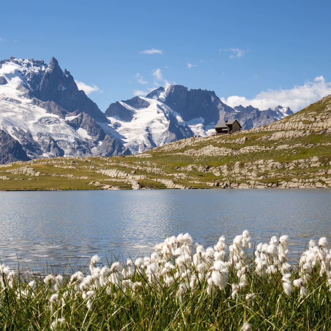 Randonnée lac de Goléon : le lac derrière des fleurs cotonneuses, avec une cabane et la neige en arrière plan